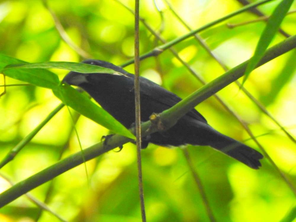 Blue-black Grosbeak - ML644529302