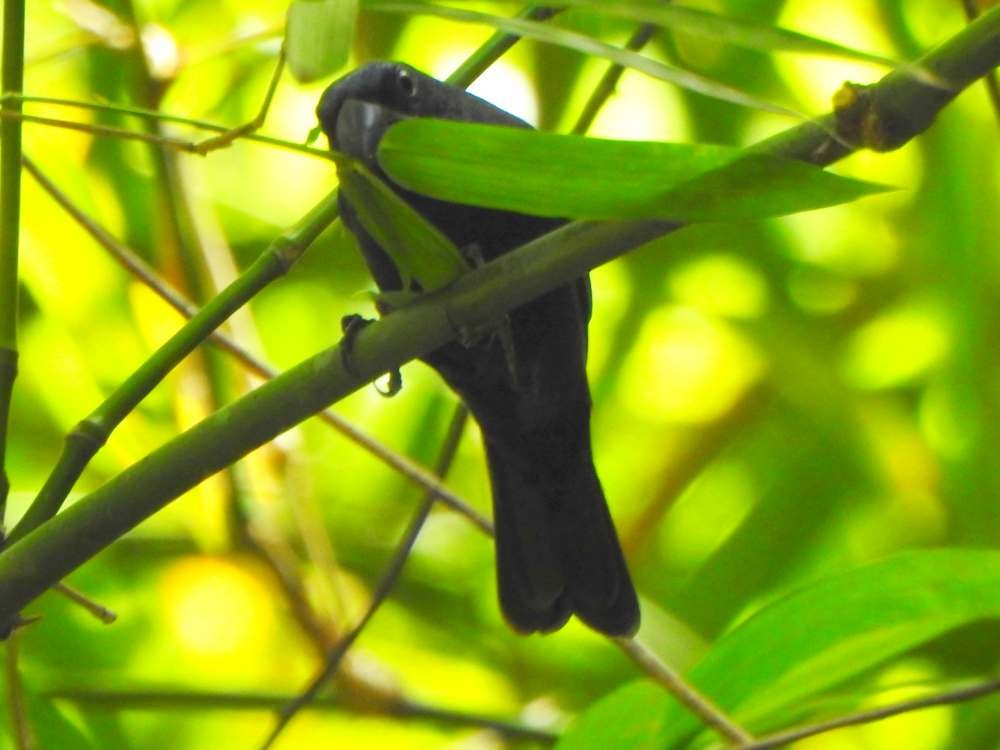 Blue-black Grosbeak - ML644529303