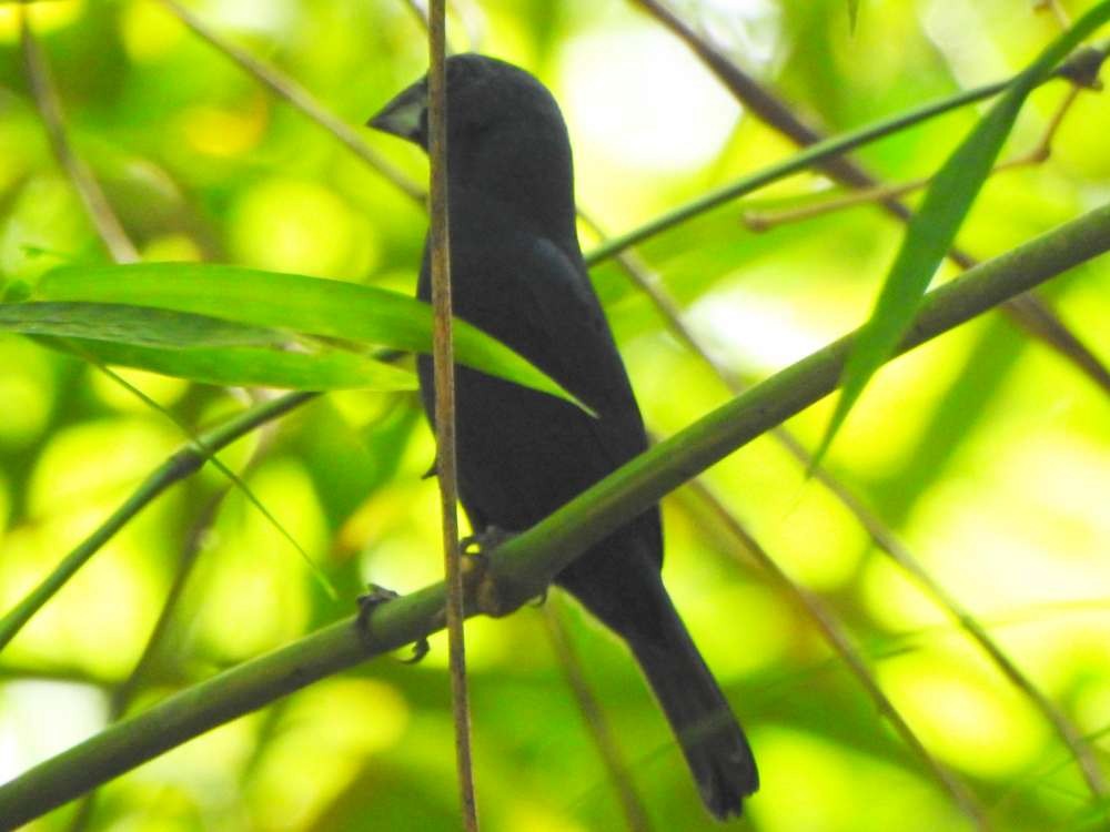 Blue-black Grosbeak - ML644529304