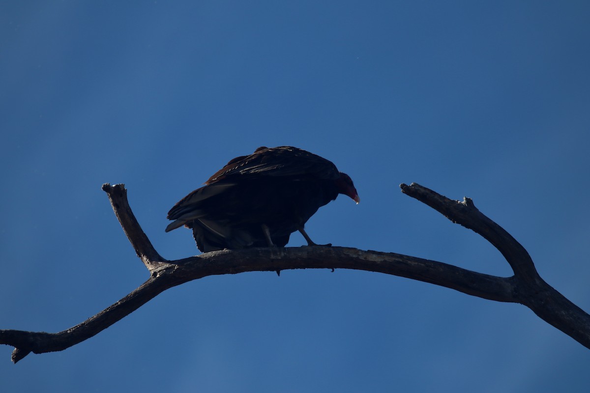 Turkey Vulture - ML644529305