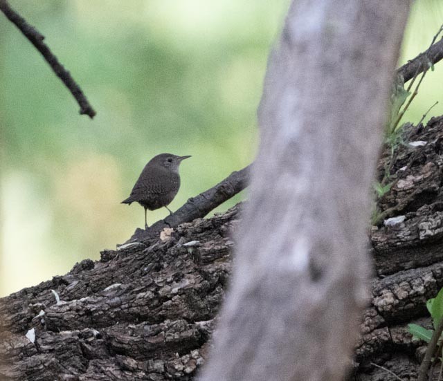 Northern House Wren - ML644529309