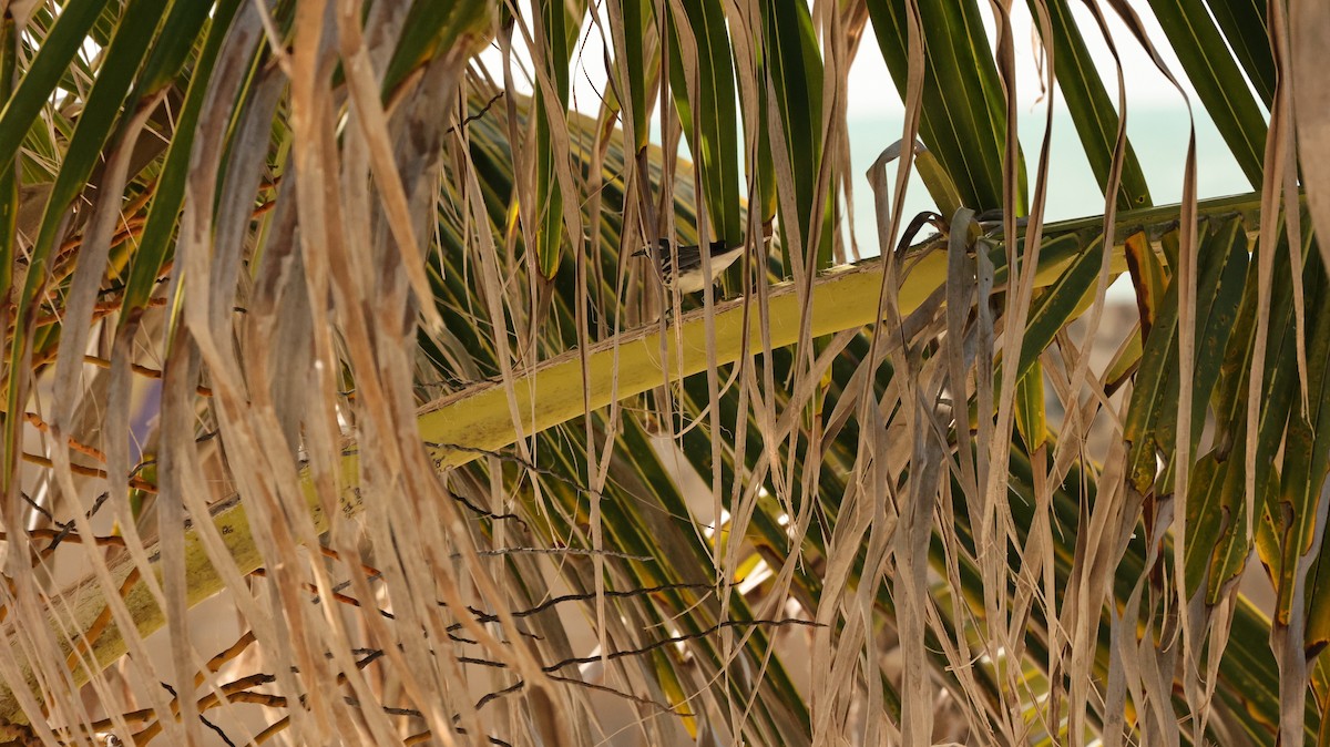 Yellow-throated Warbler - ML644529319