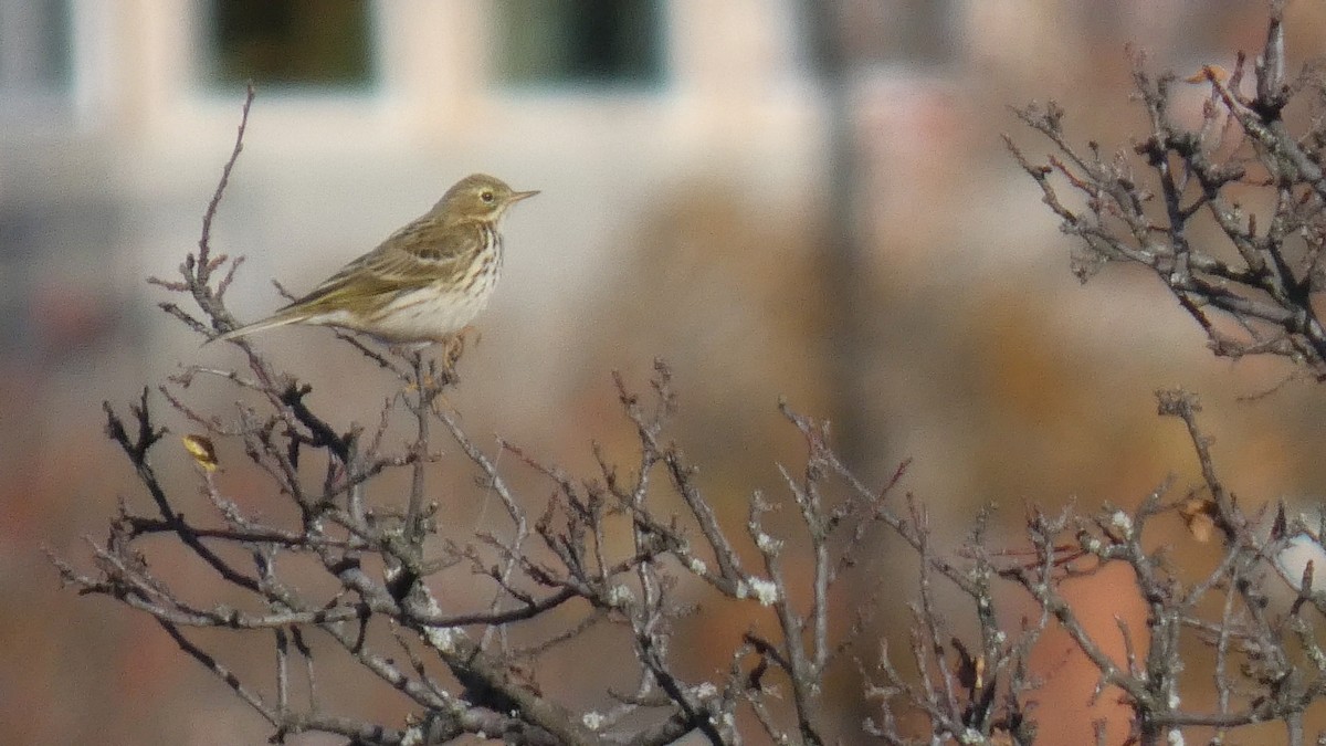 Bisbita Pratense - ML644529320