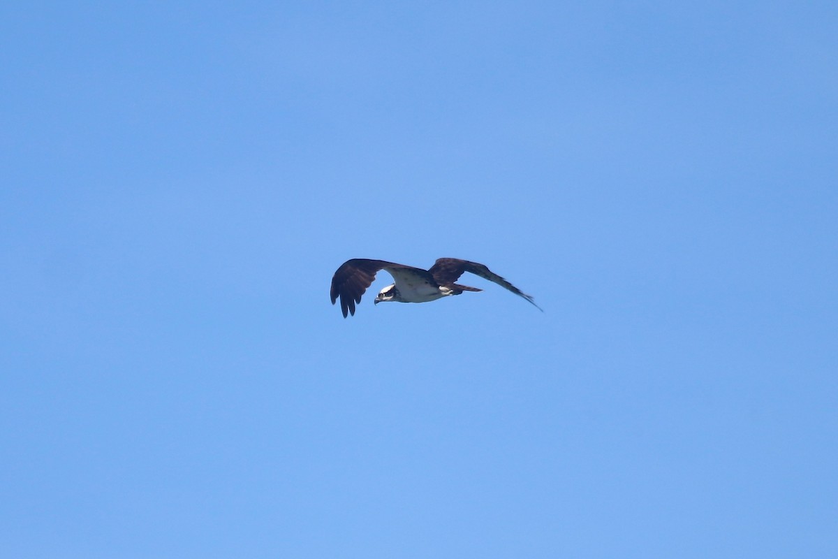 Osprey - ML644529326