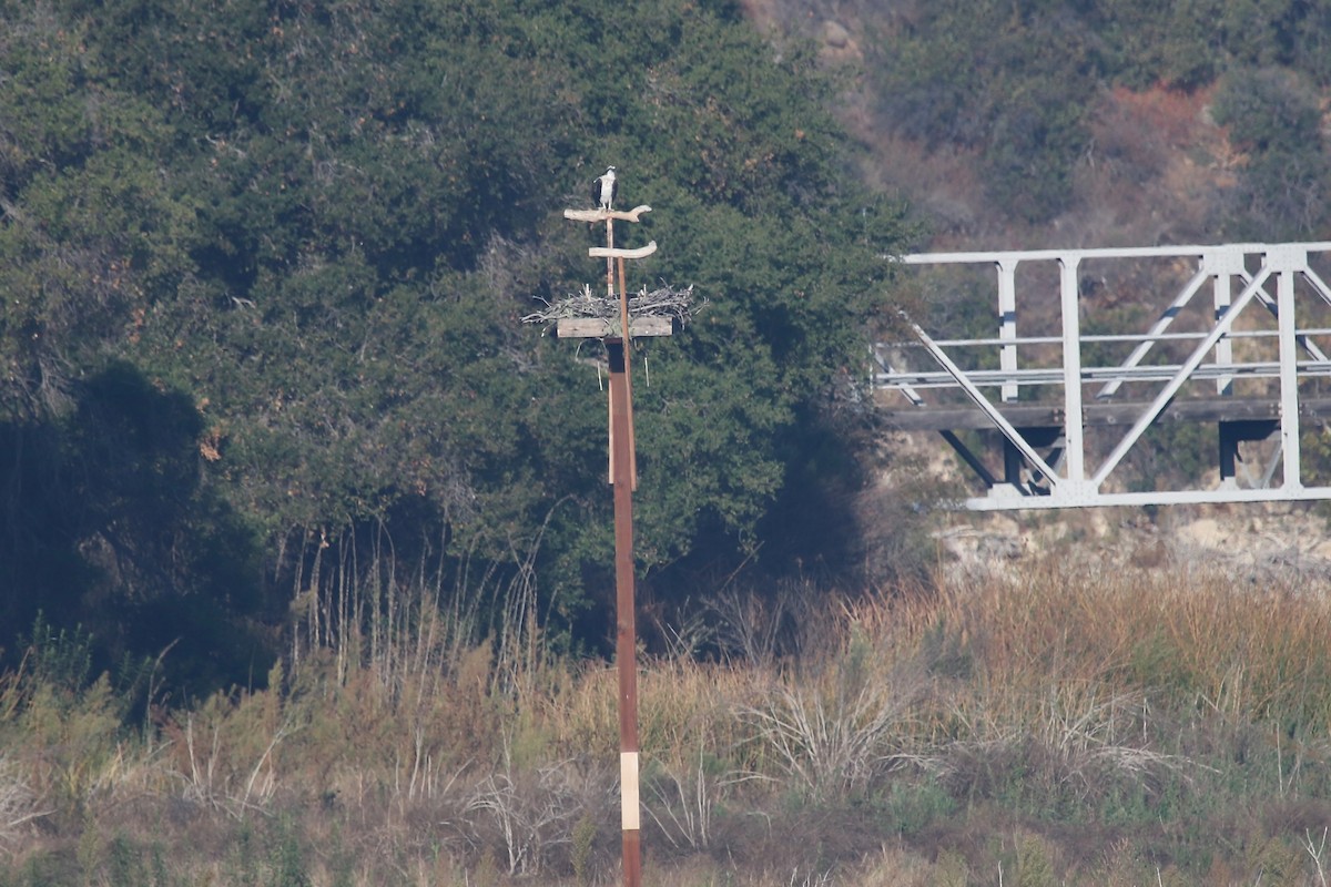 Osprey - ML644529327