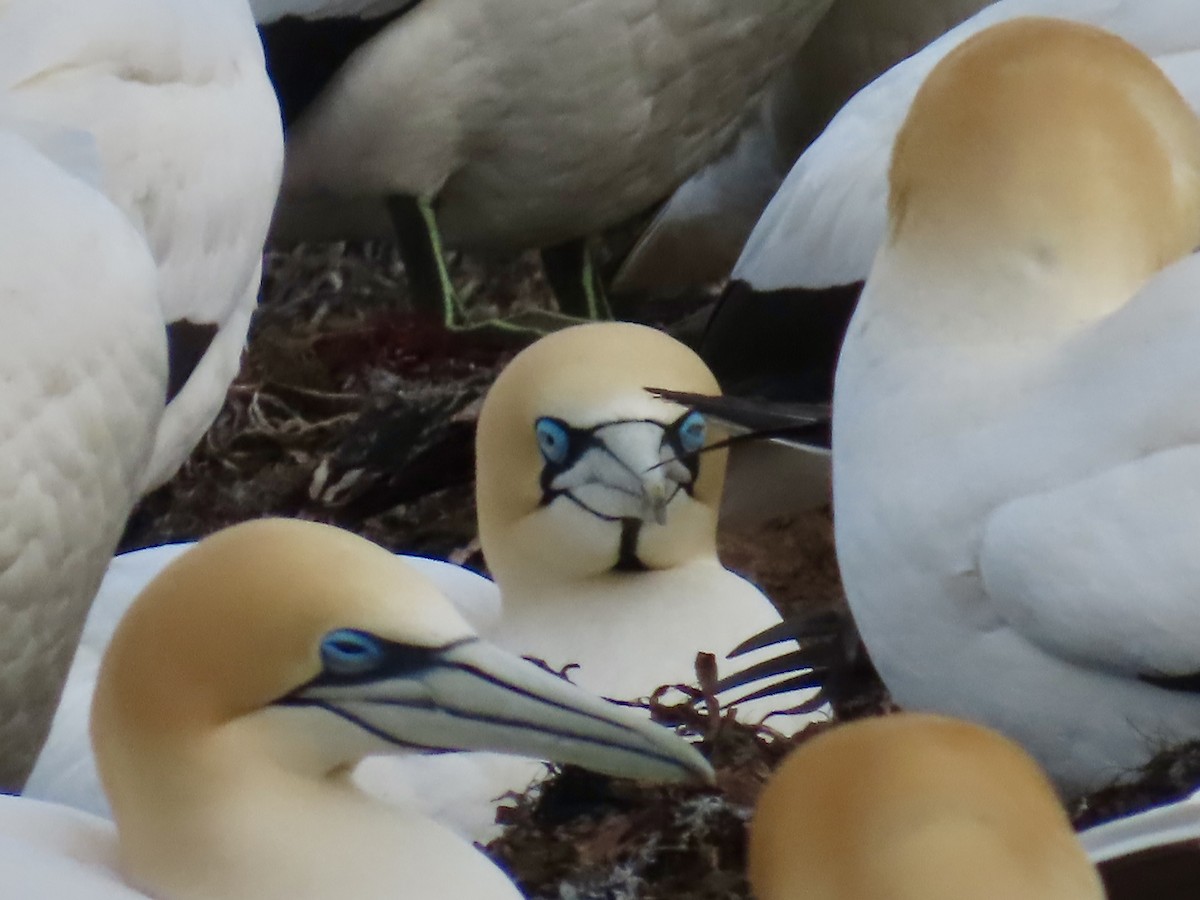 Kaptölpel - ML644529337