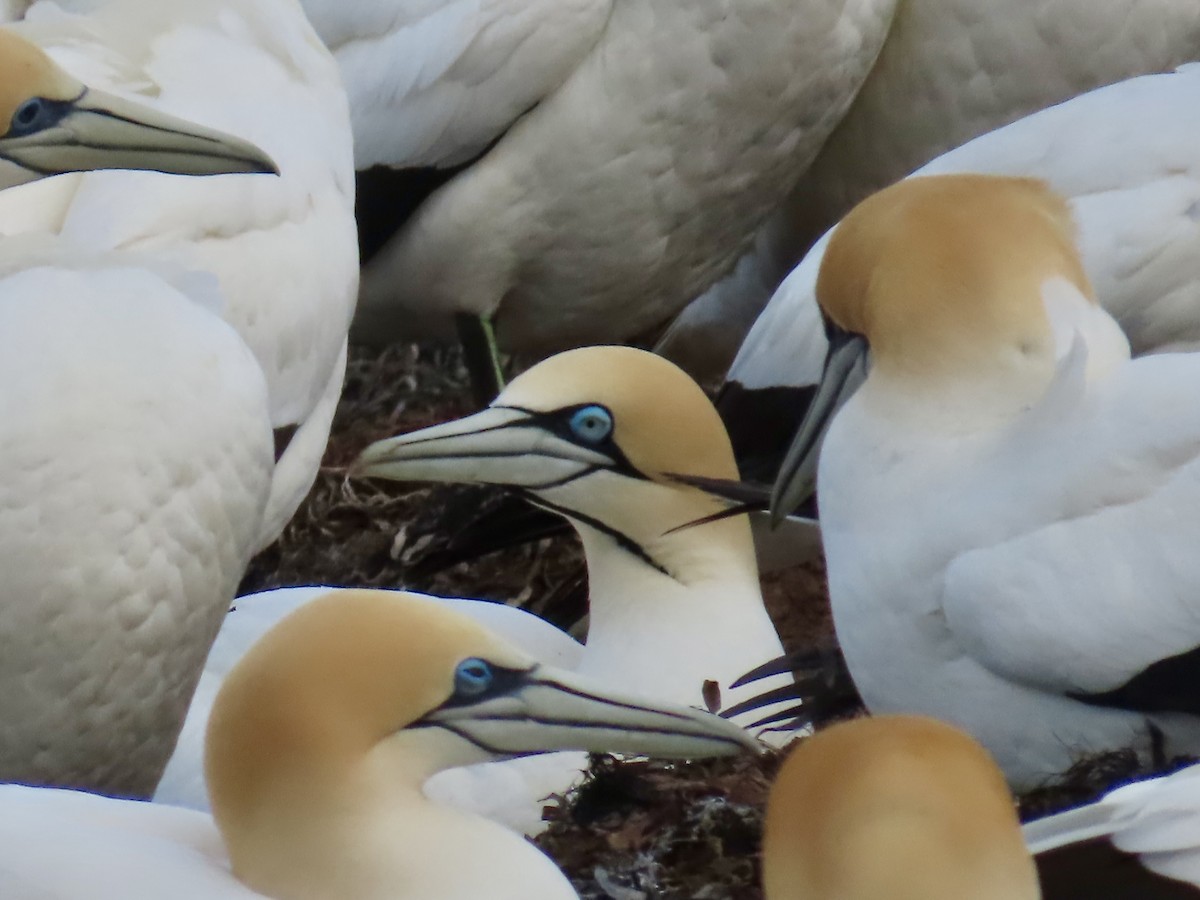 Kaptölpel - ML644529338