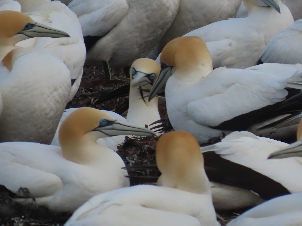 Kaptölpel - ML644529339