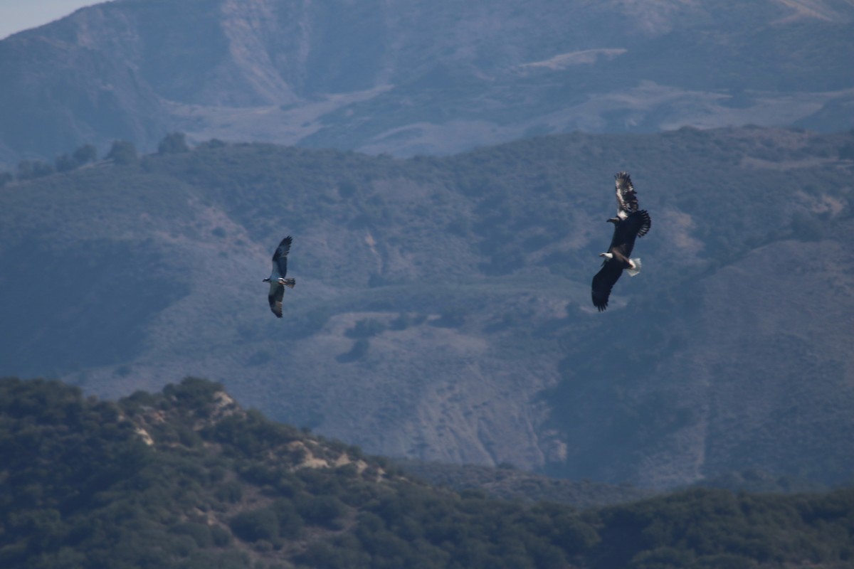 Bald Eagle - ML644529347
