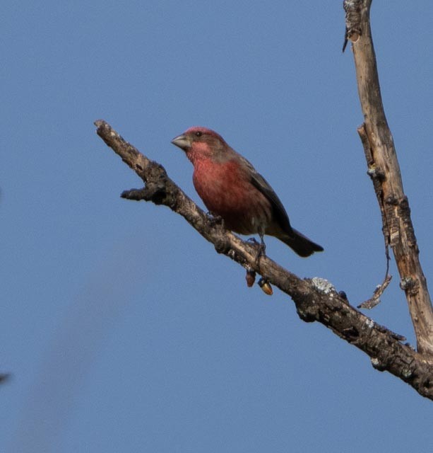House Finch - ML644529354