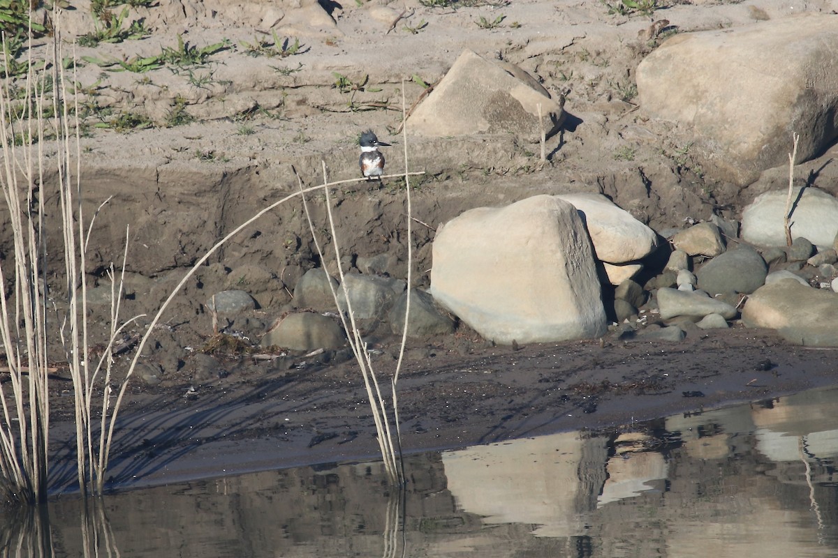 Belted Kingfisher - ML644529363