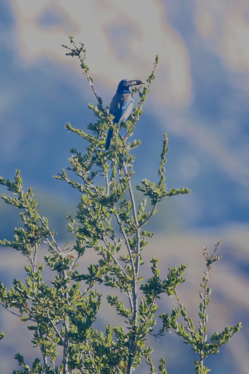 California Scrub-Jay - ML644529380