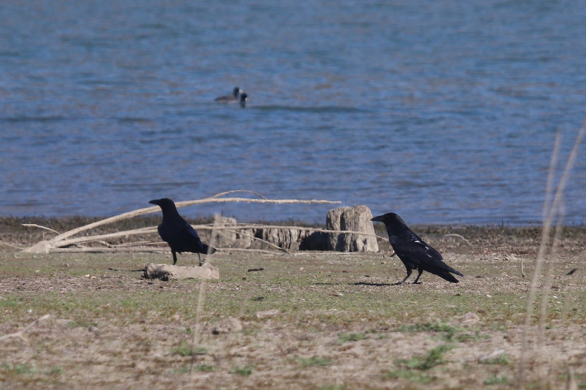 Kolkrabe - ML644529390