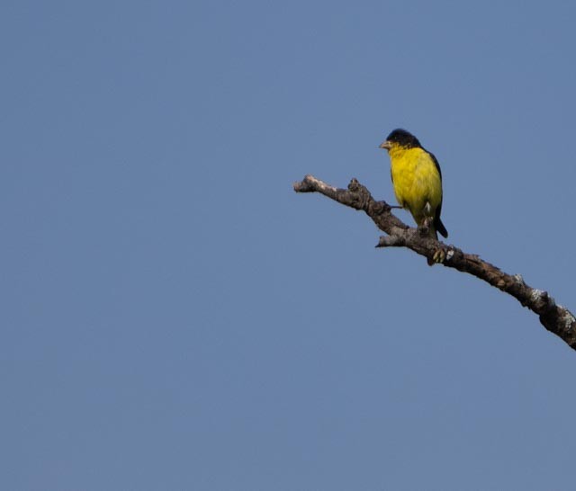 Lesser Goldfinch - ML644529394