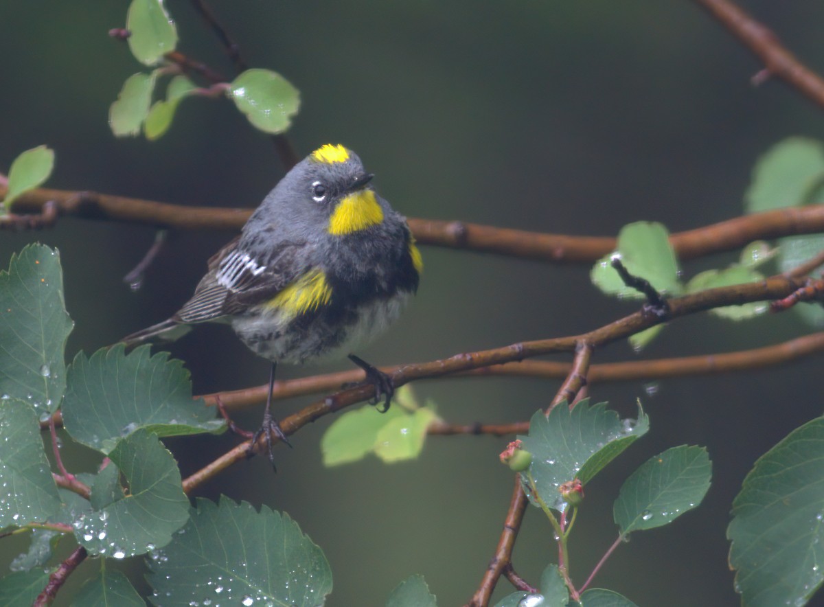 Миртовый певун (auduboni) - ML644529395