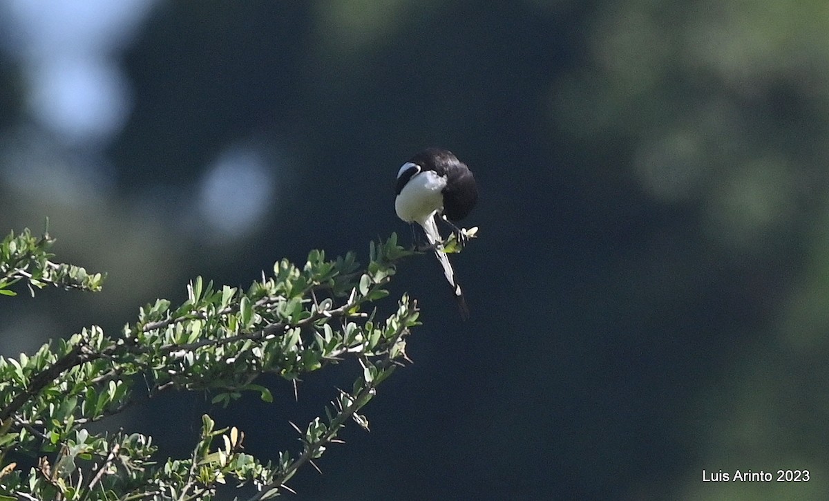 Northern Fiscal - ML644529399