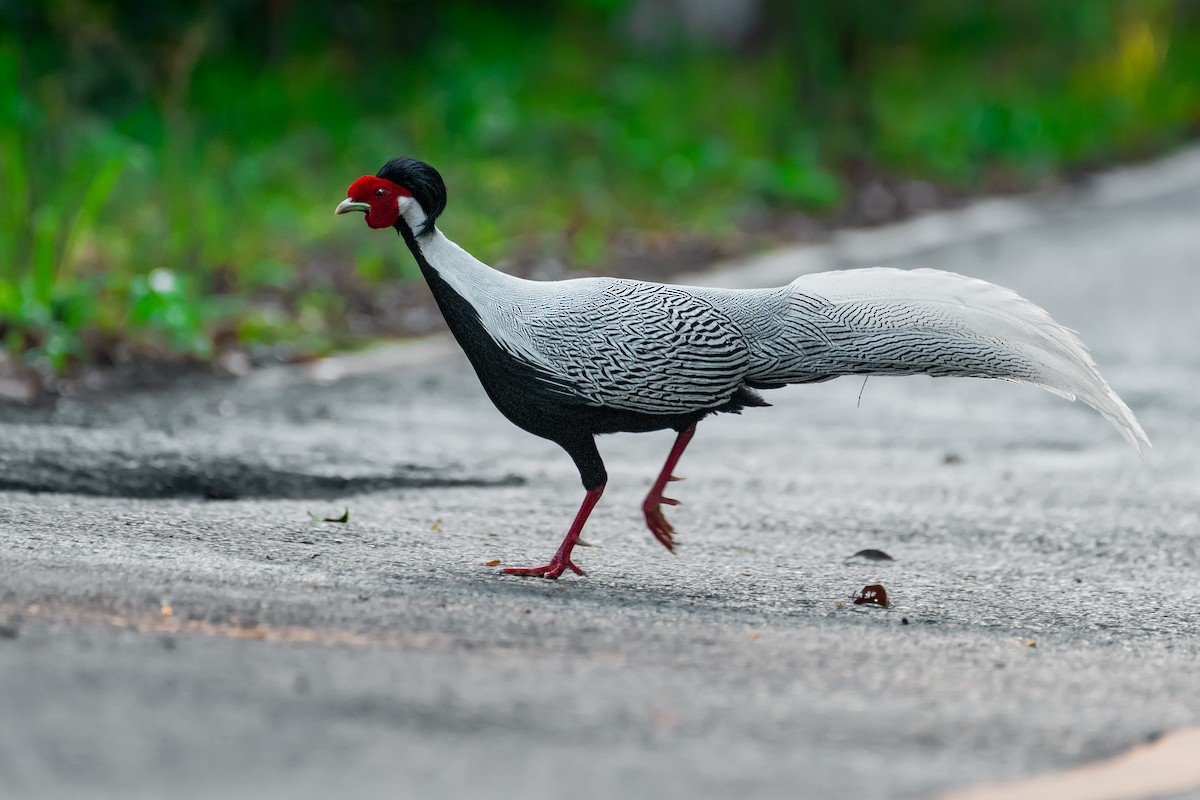 ハッカン - ML644529402