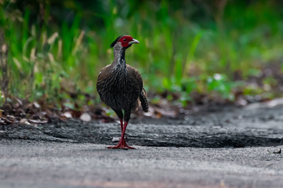 ハッカン - ML644529403