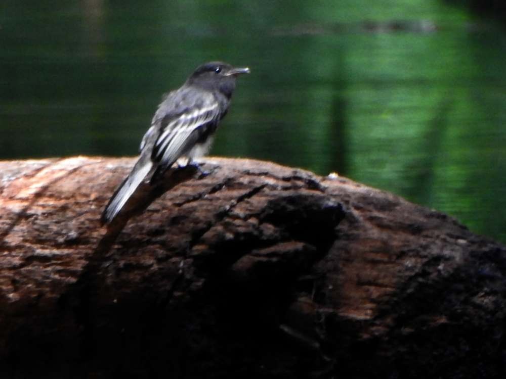 Black Phoebe - ML644529406