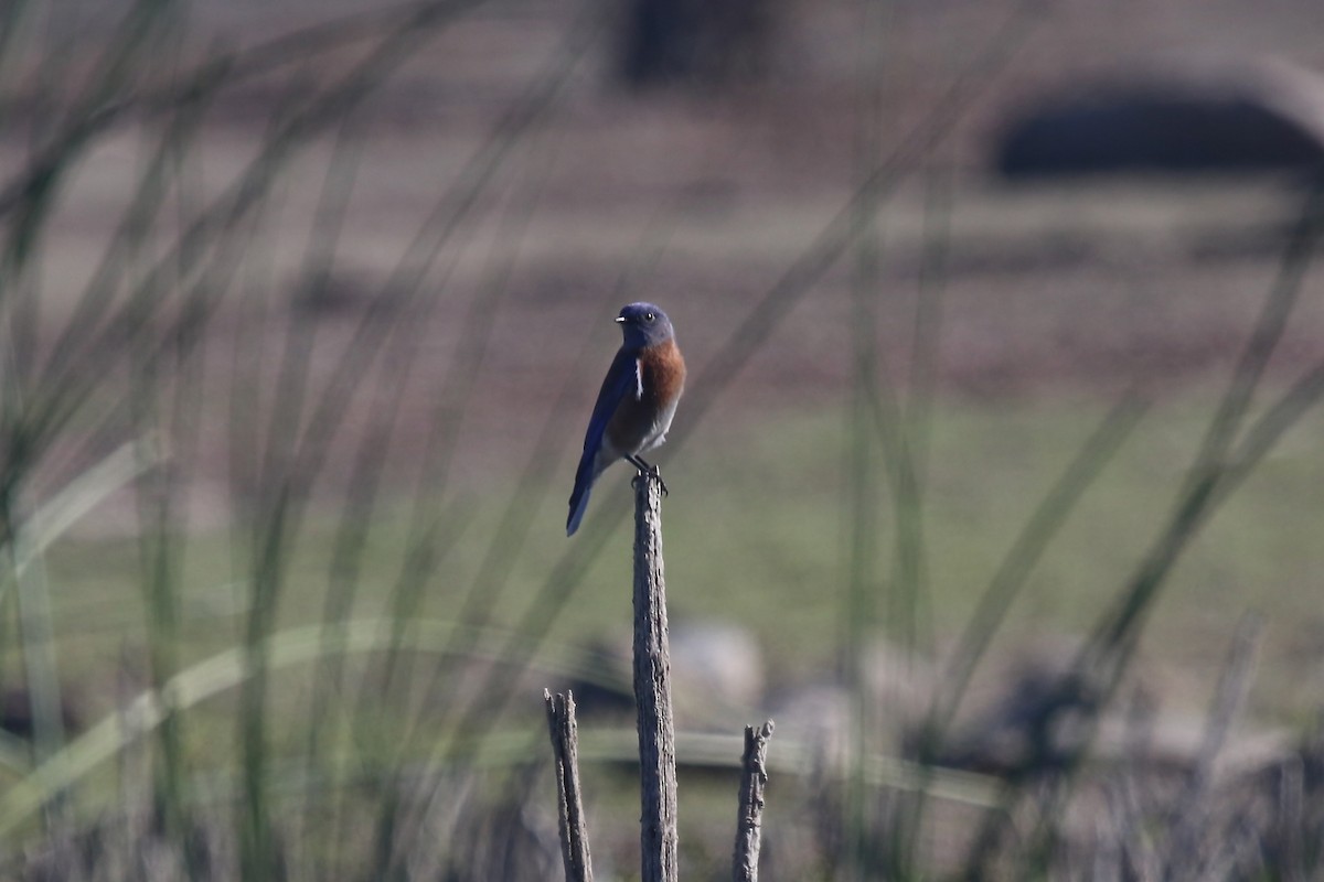 Western Bluebird - ML644529407