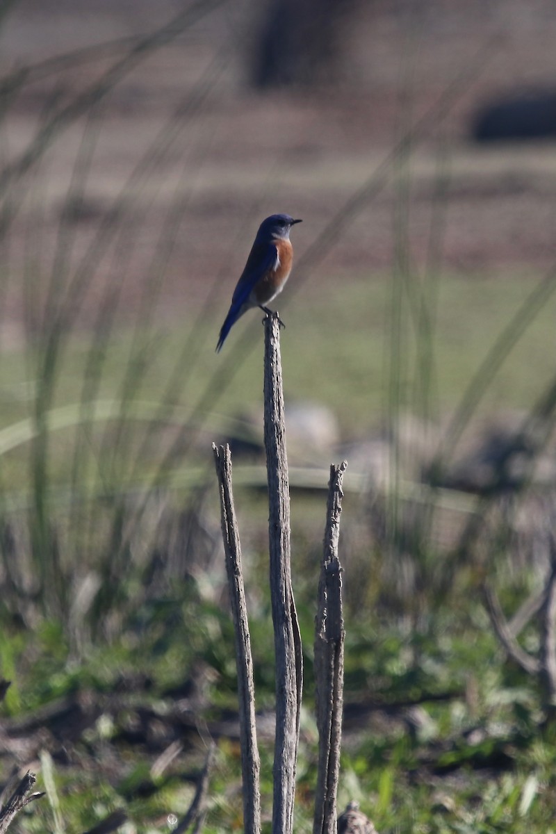 Western Bluebird - ML644529408