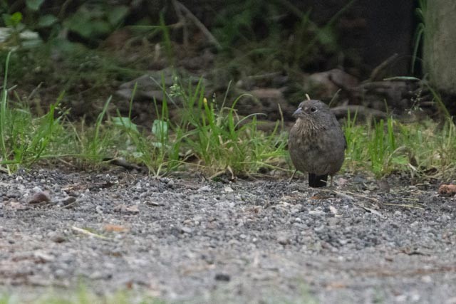 Canyon Towhee - ML644529414