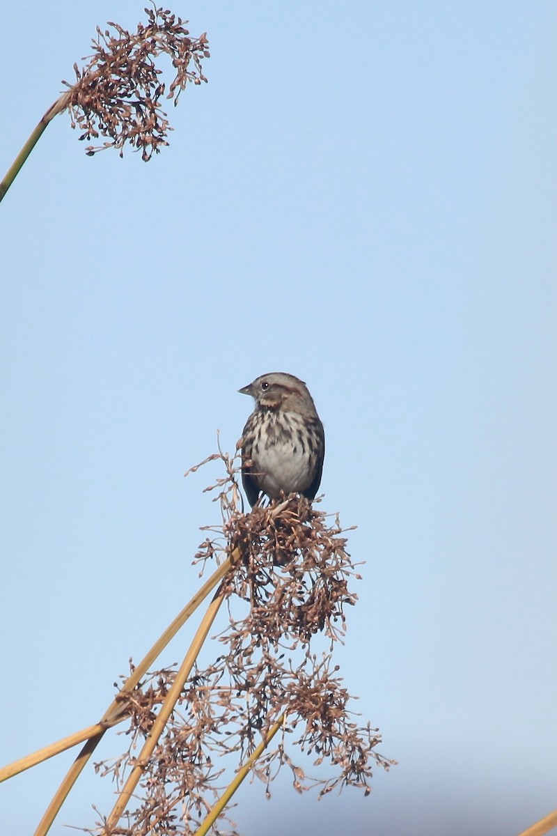 Song Sparrow - ML644529419