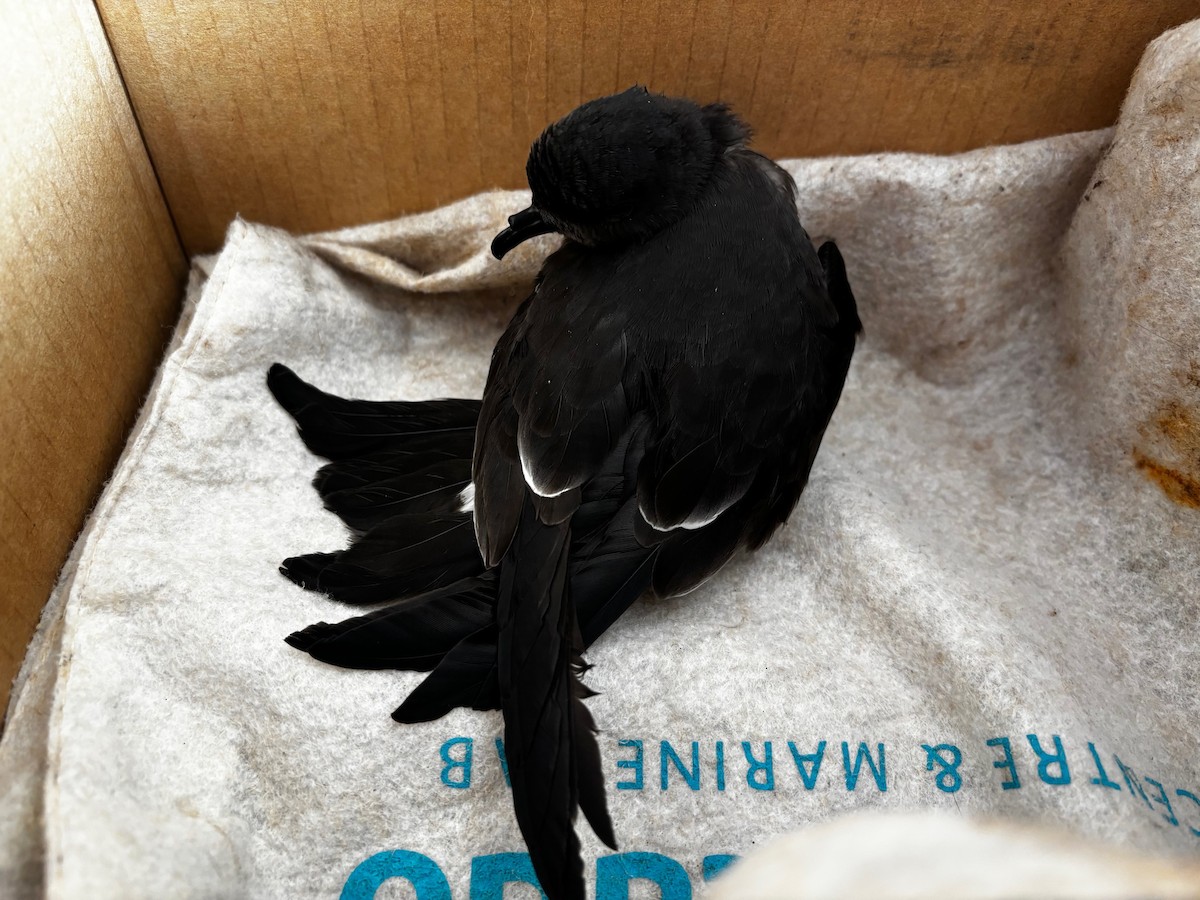 Leach's Storm-Petrel - ML644529431
