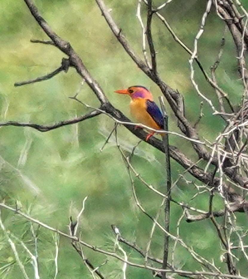 ヒメショウビン - ML644529434