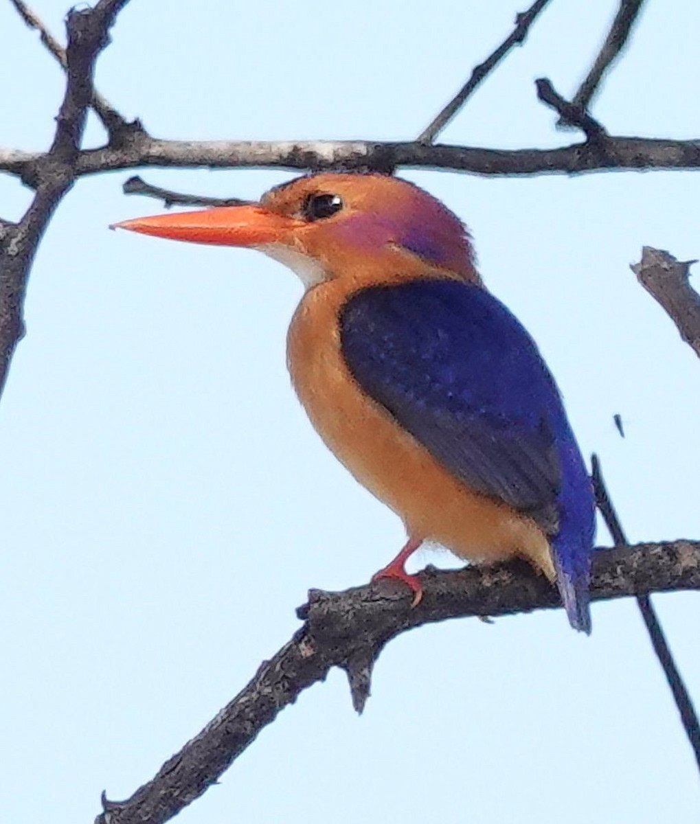 ヒメショウビン - ML644529435