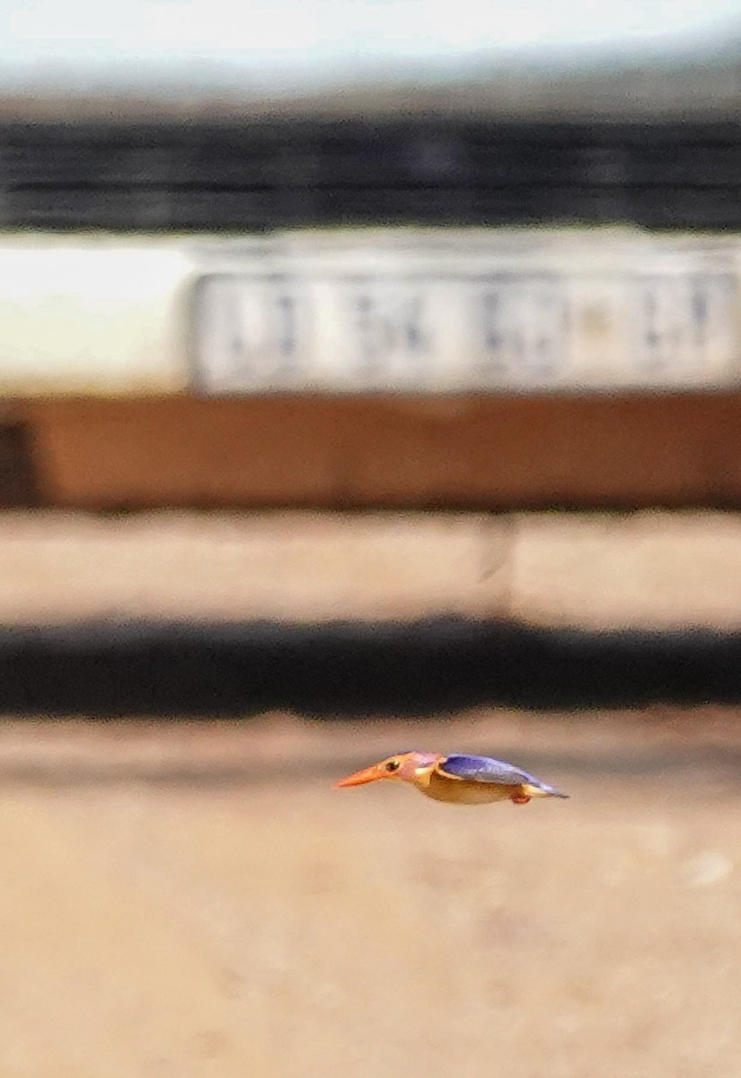 ヒメショウビン - ML644529436