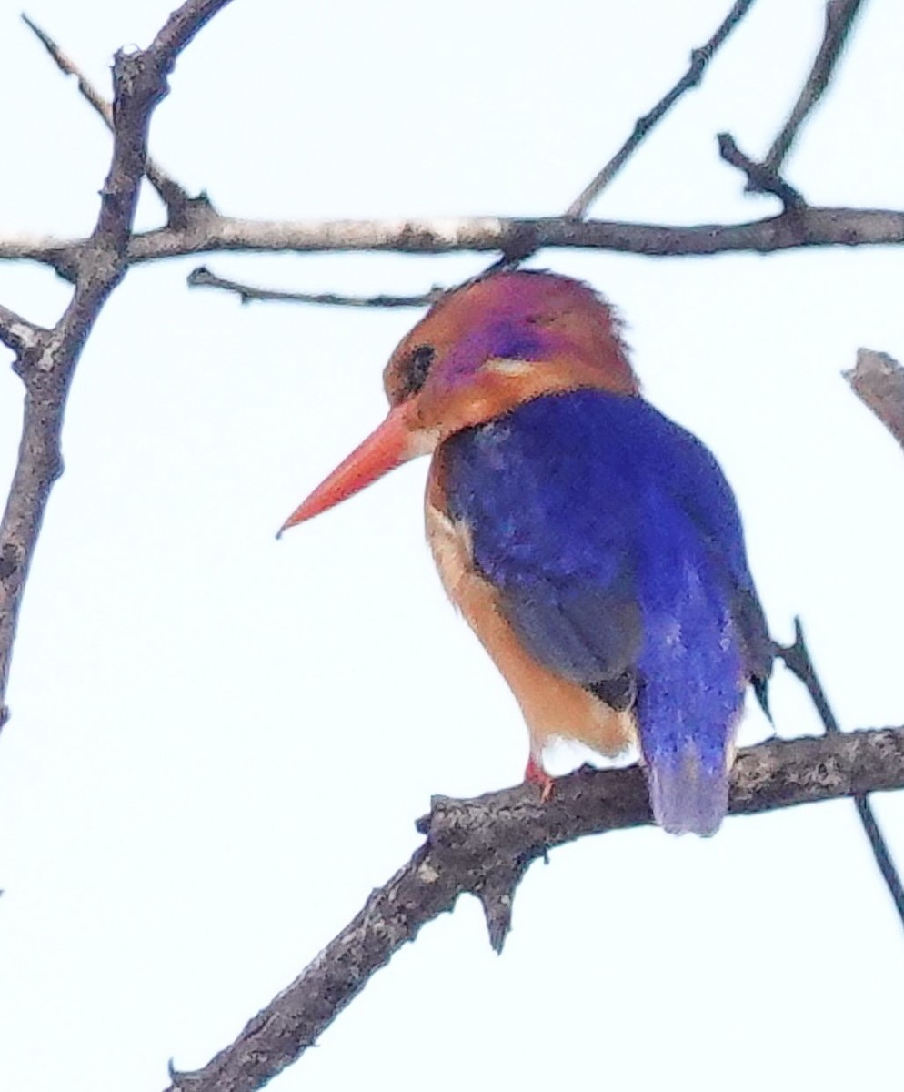 ヒメショウビン - ML644529437