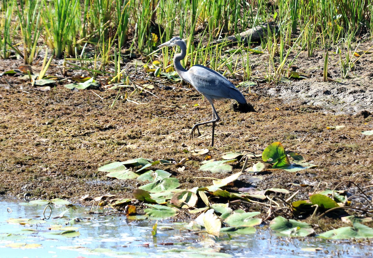 Great Blue Heron - ML644529443