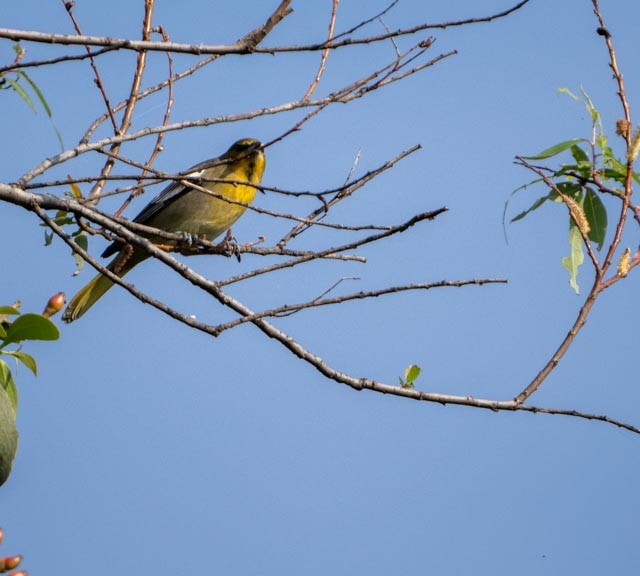 Black-backed Oriole - ML644529445