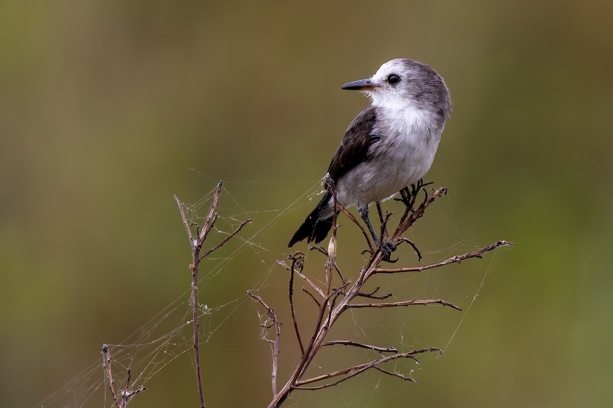 シロガシラタイランチョウ - ML644529446
