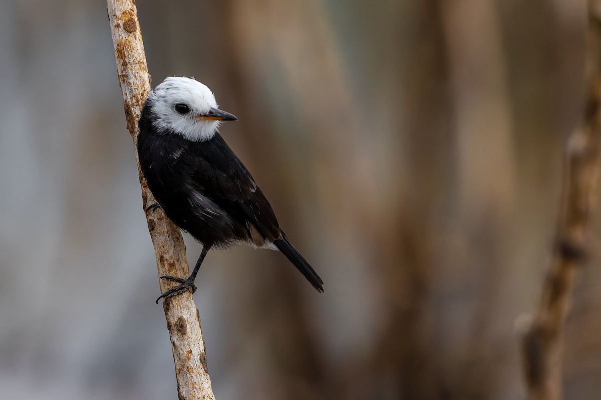 シロガシラタイランチョウ - ML644529448