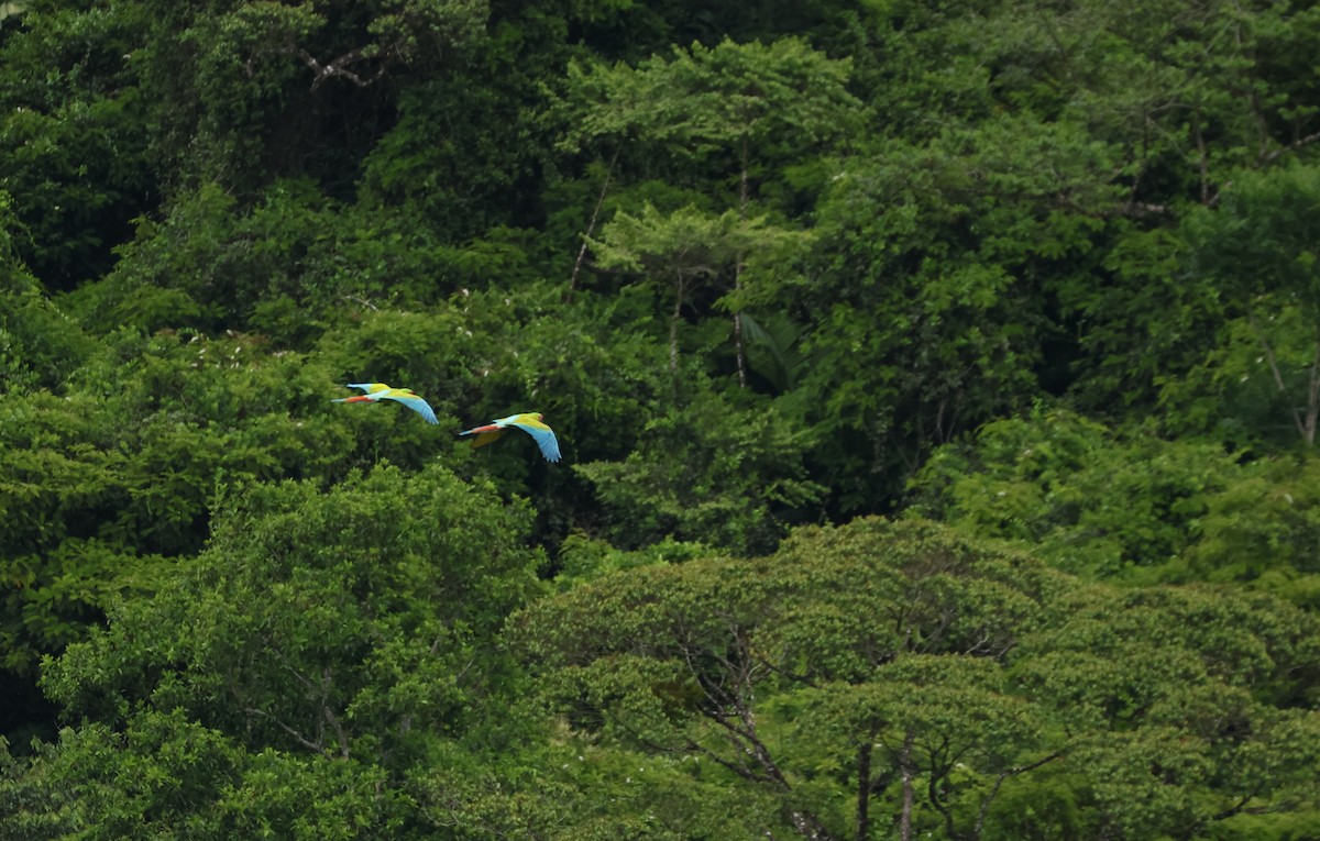 Great Green Macaw - ML644529462