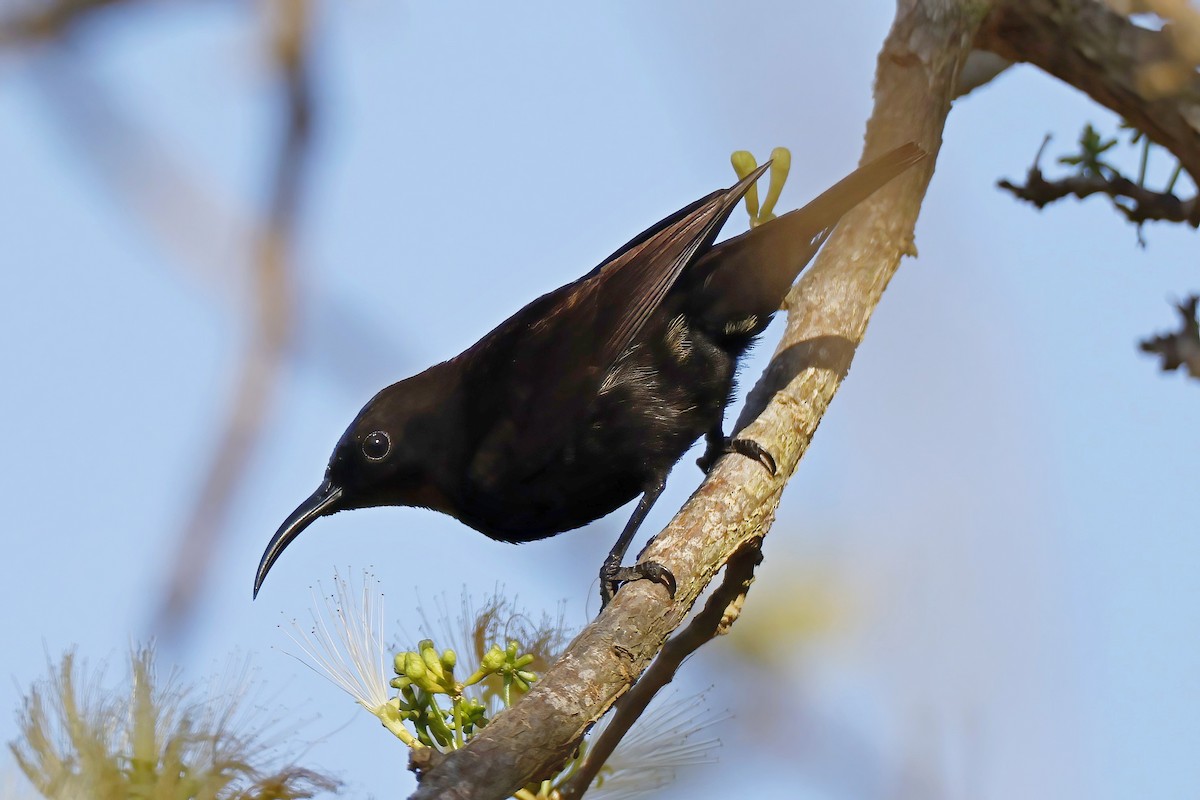 Нектарець аметистовий - ML644529465