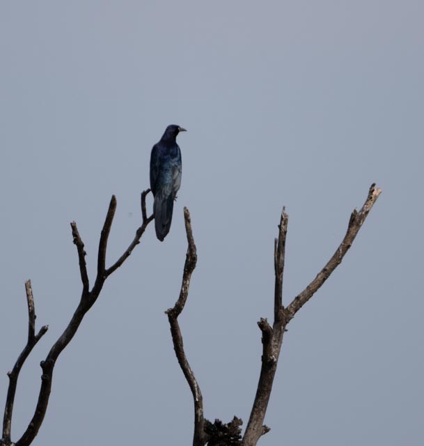 Great-tailed Grackle - ML644529485
