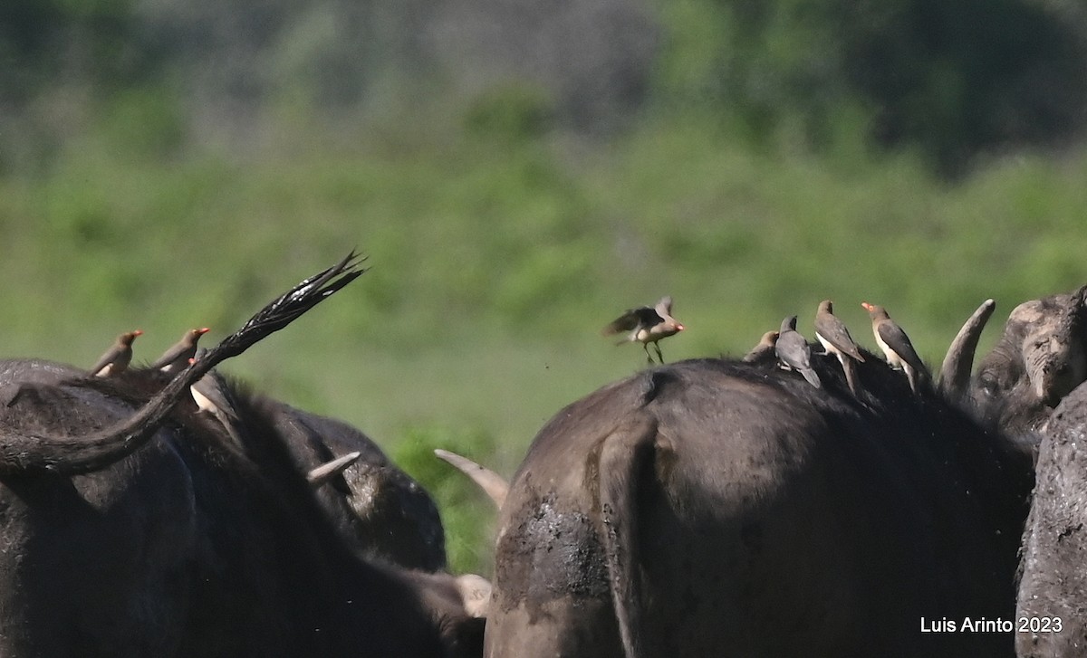 rødnebboksehakker - ML644529497