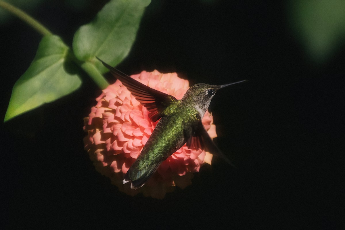 Ruby-throated Hummingbird - ML644529498