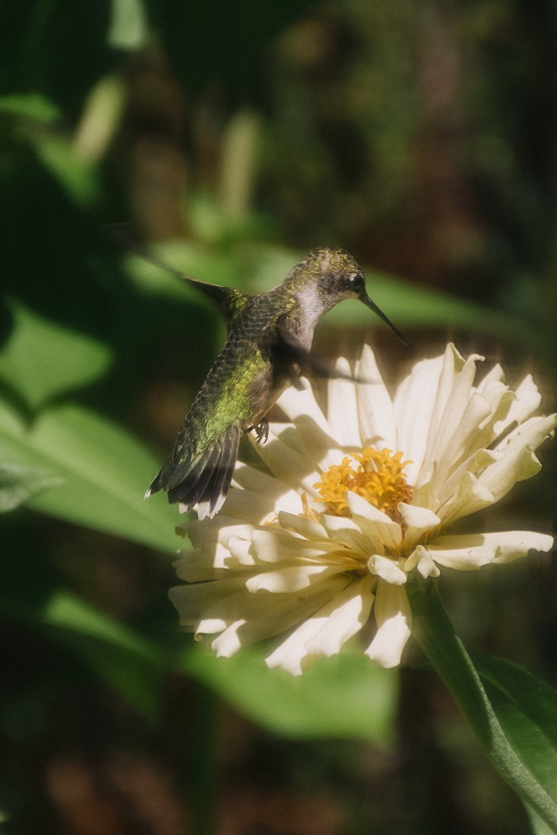 Ruby-throated Hummingbird - ML644529500