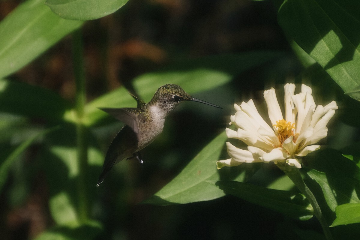 Ruby-throated Hummingbird - ML644529501