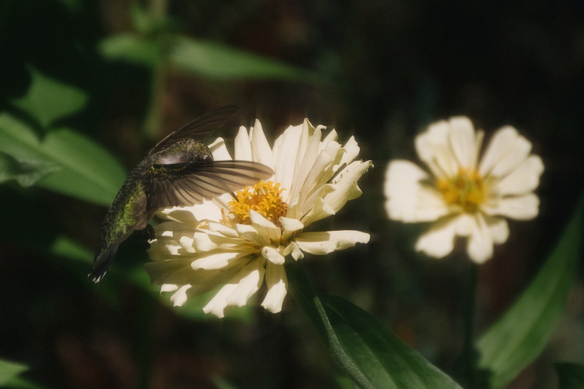 Ruby-throated Hummingbird - ML644529502