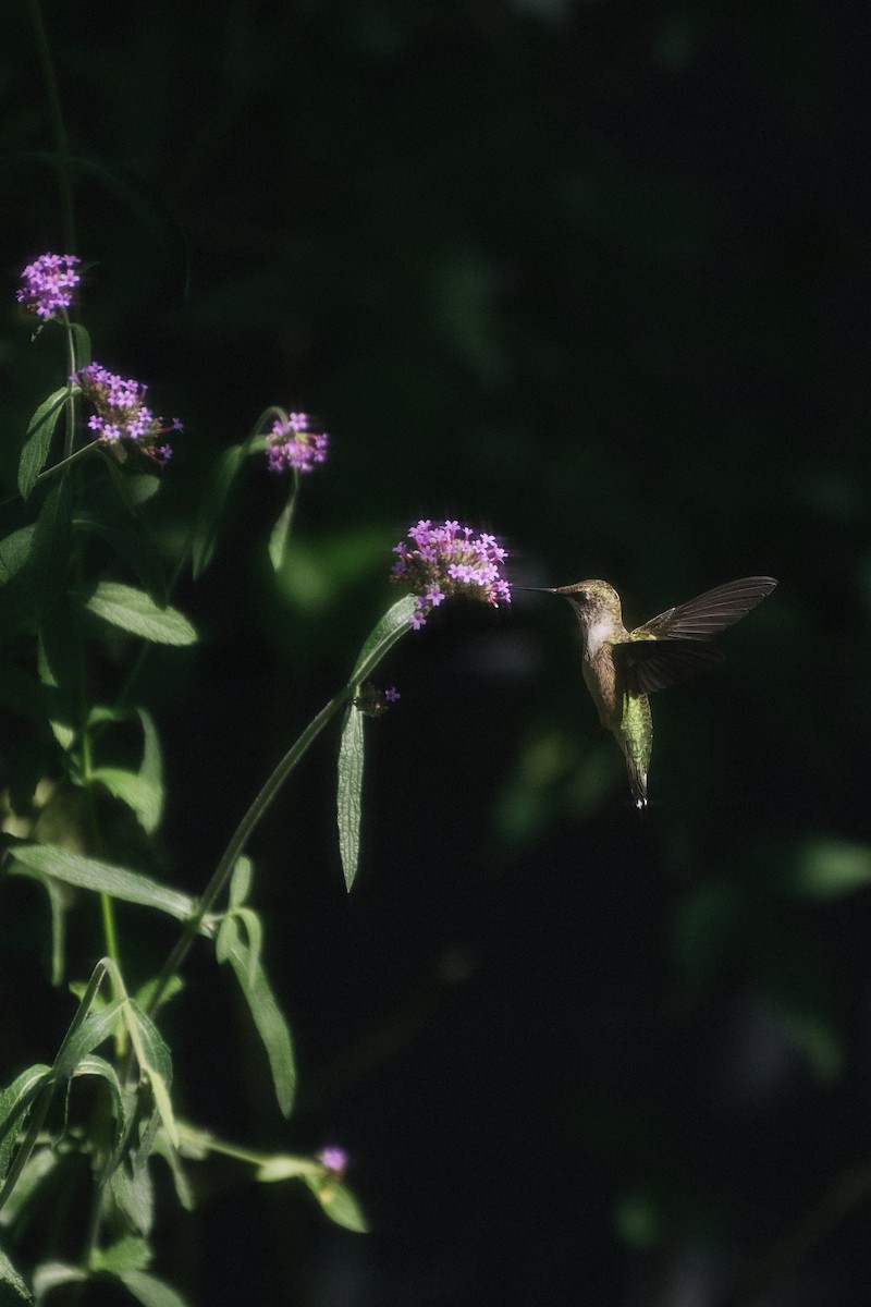 Ruby-throated Hummingbird - ML644529503