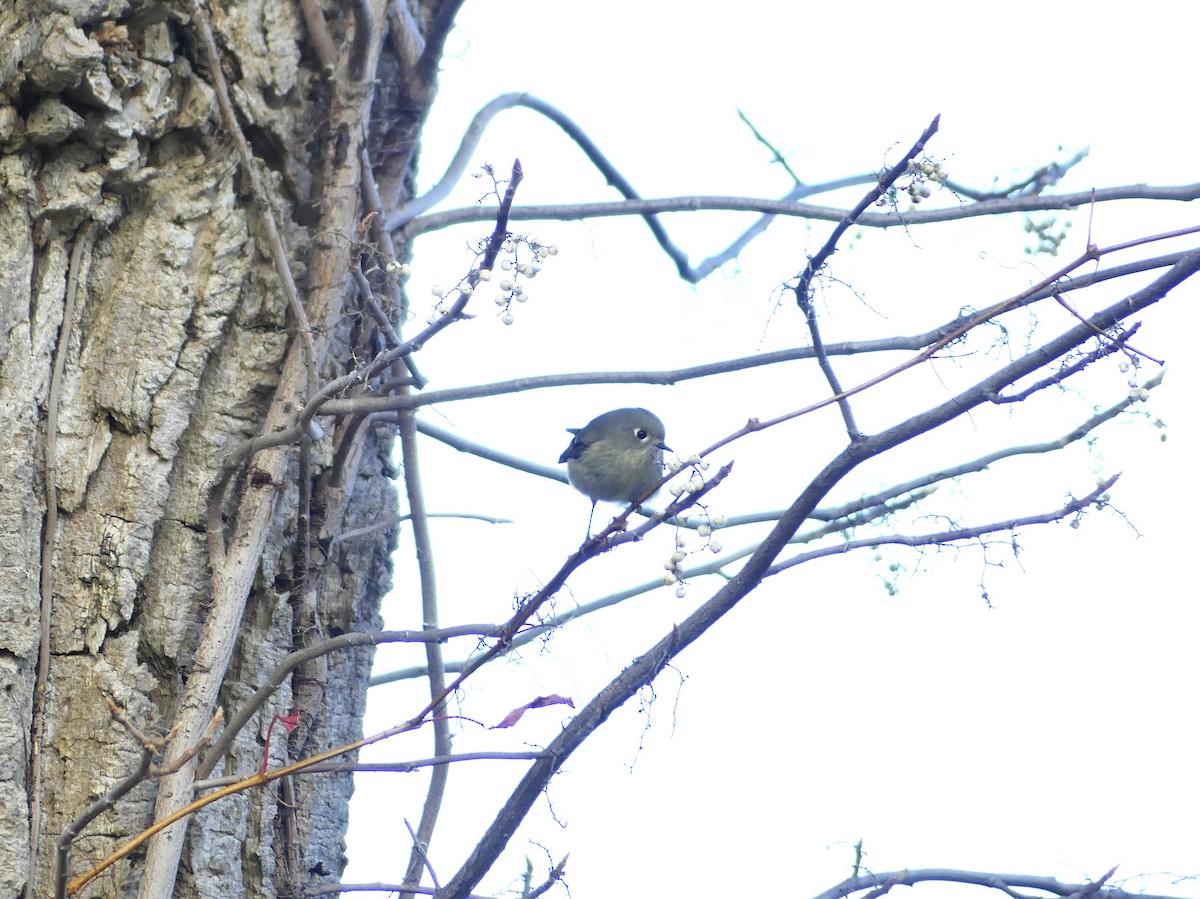 rubinfuglekonge - ML644529507