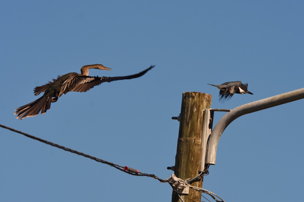 アメリカヤマセミ - ML644529508