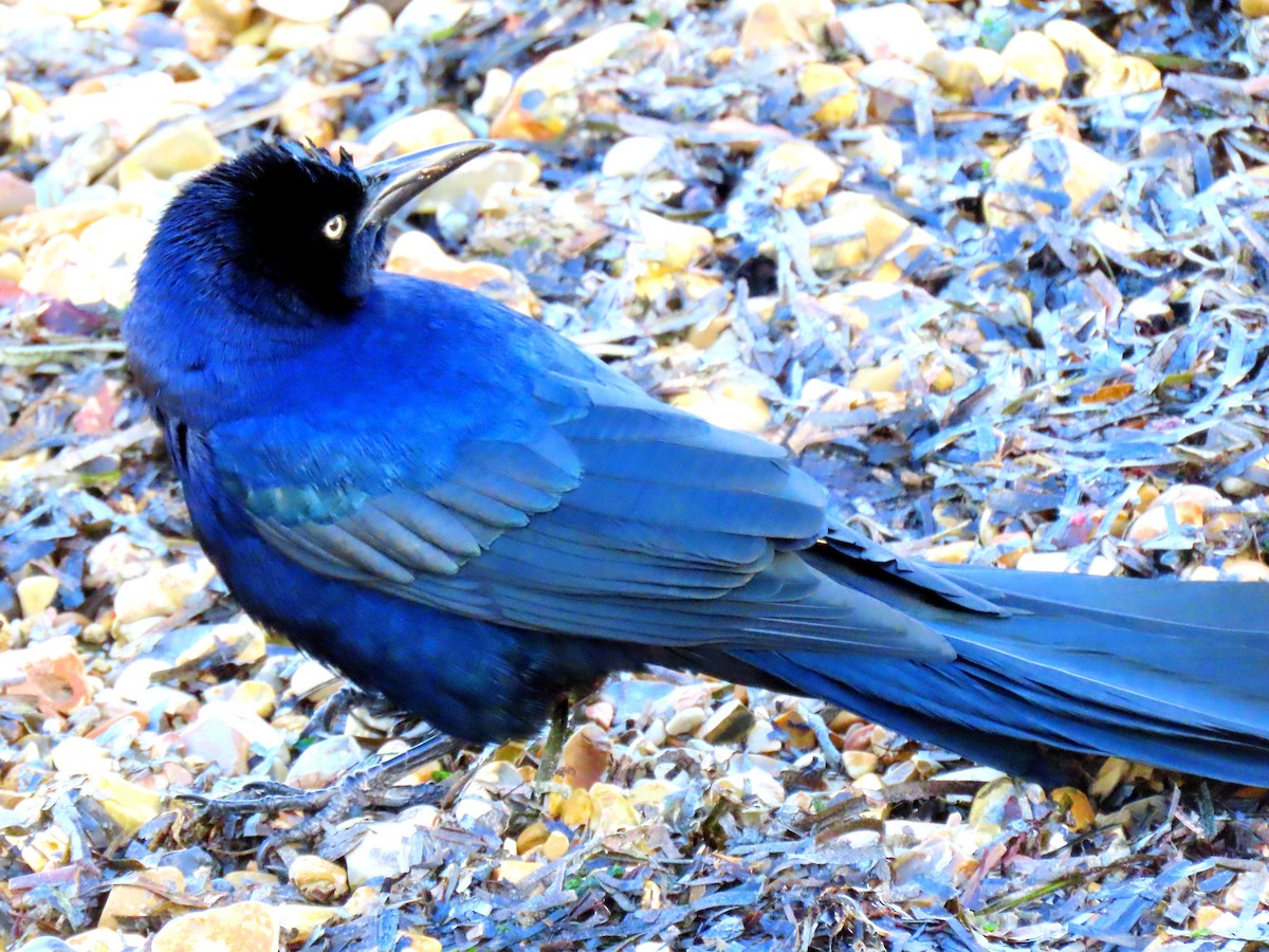 Boat-tailed Grackle - ML644529510