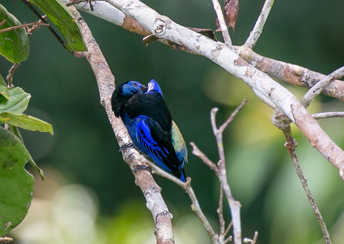 Индиговая танагра - ML644529511