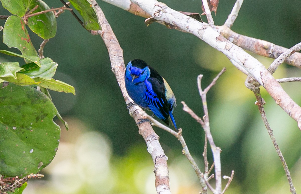 Индиговая танагра - ML644529512